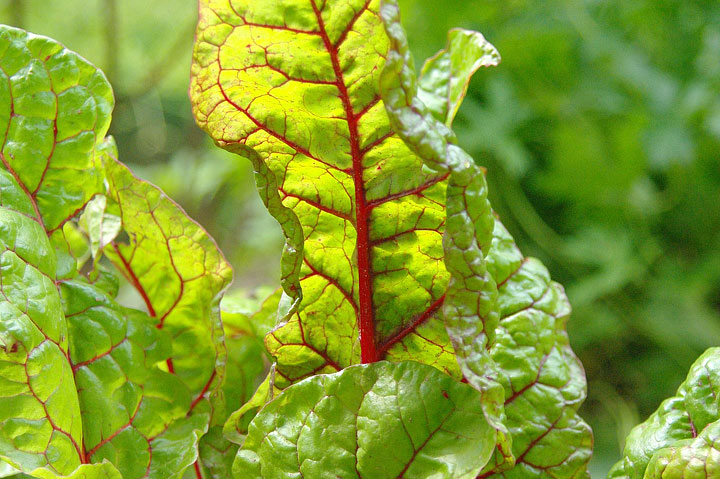 Swiss Chard - Growing Guide