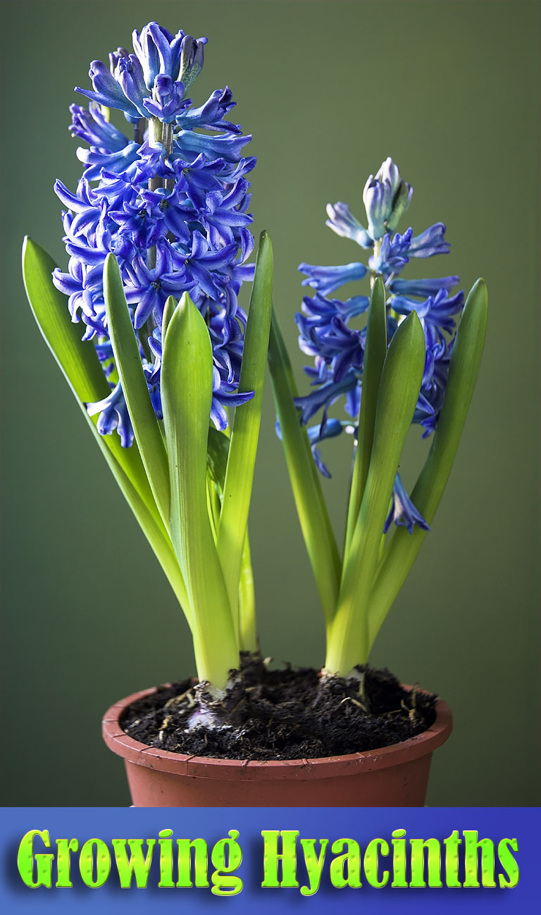 Hyacinth - Growing Guide