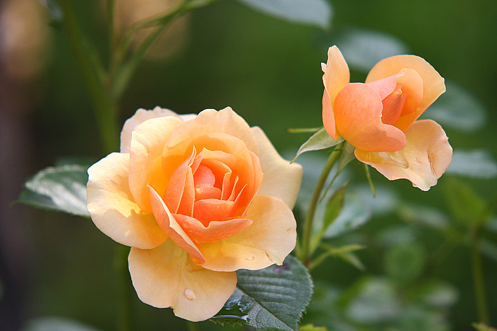 Which Types of Roses Are Right for Your Garden?