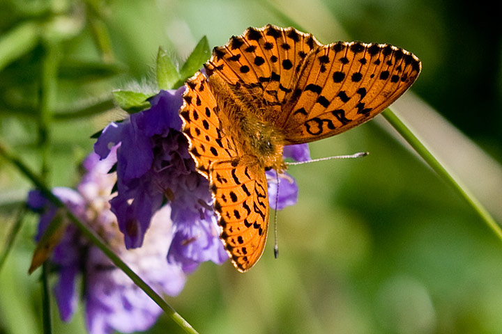 All About Butterfly Garden