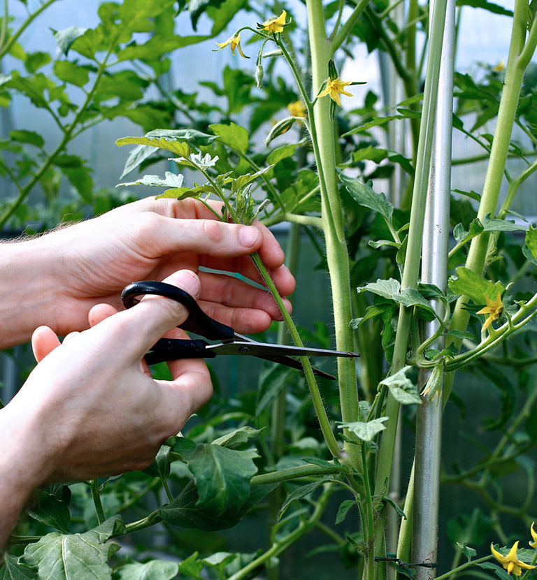 Growing Tomatoes – Removing Bottom Leaves?