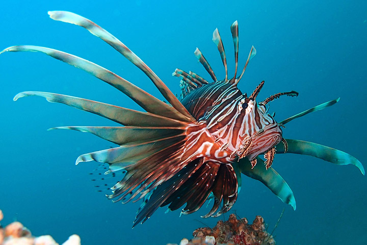 Lionfish invading, colonizing Mediterranean Sea