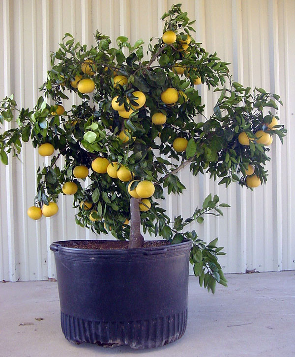 Tips For How To Grow Grapefruit