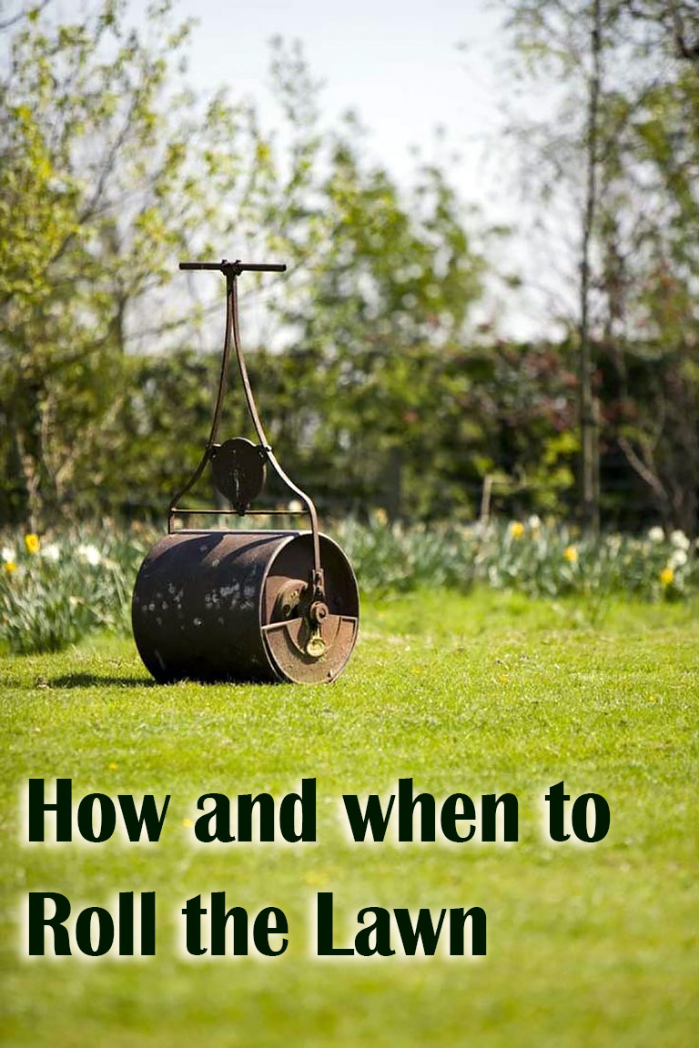 Rolling a Lawn - How and When to Do It