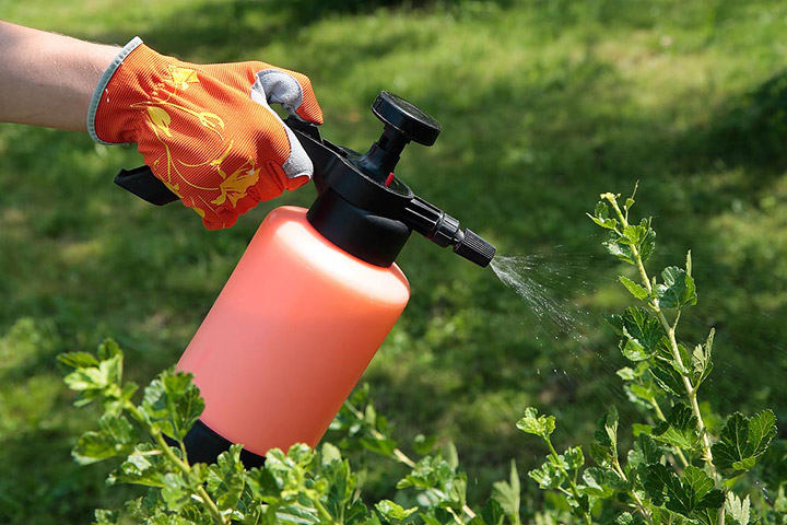 Top 10 Homemade Organic Pesticides