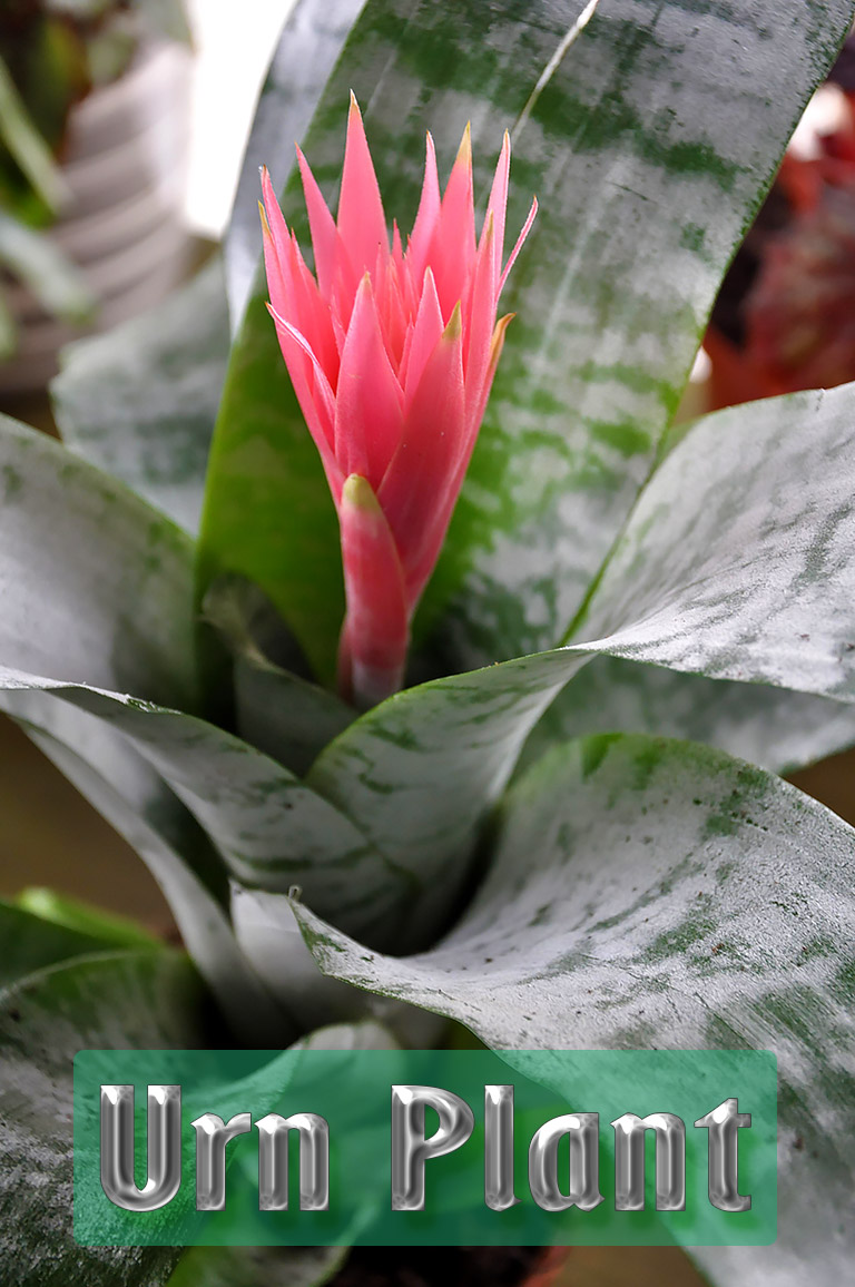 Urn Plant - Growing and Care Guide
