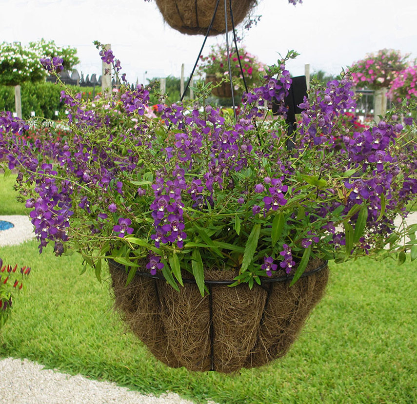 How To Plant Hanging Baskets and Containers