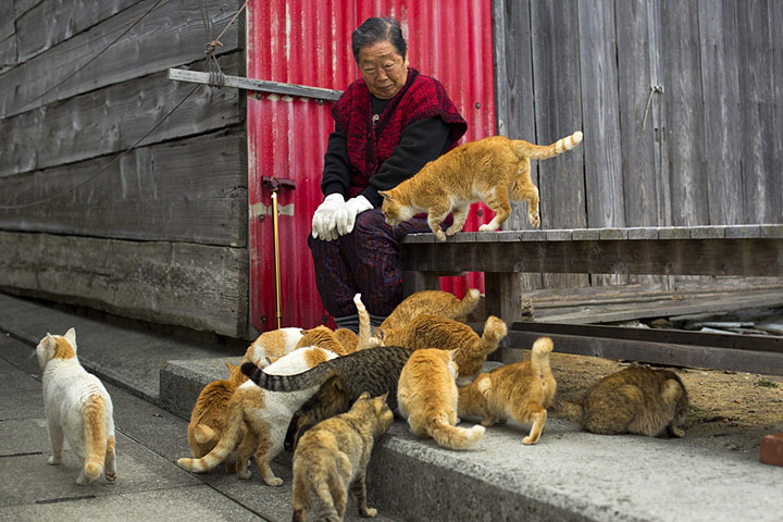 Tashirojima - Cat Island