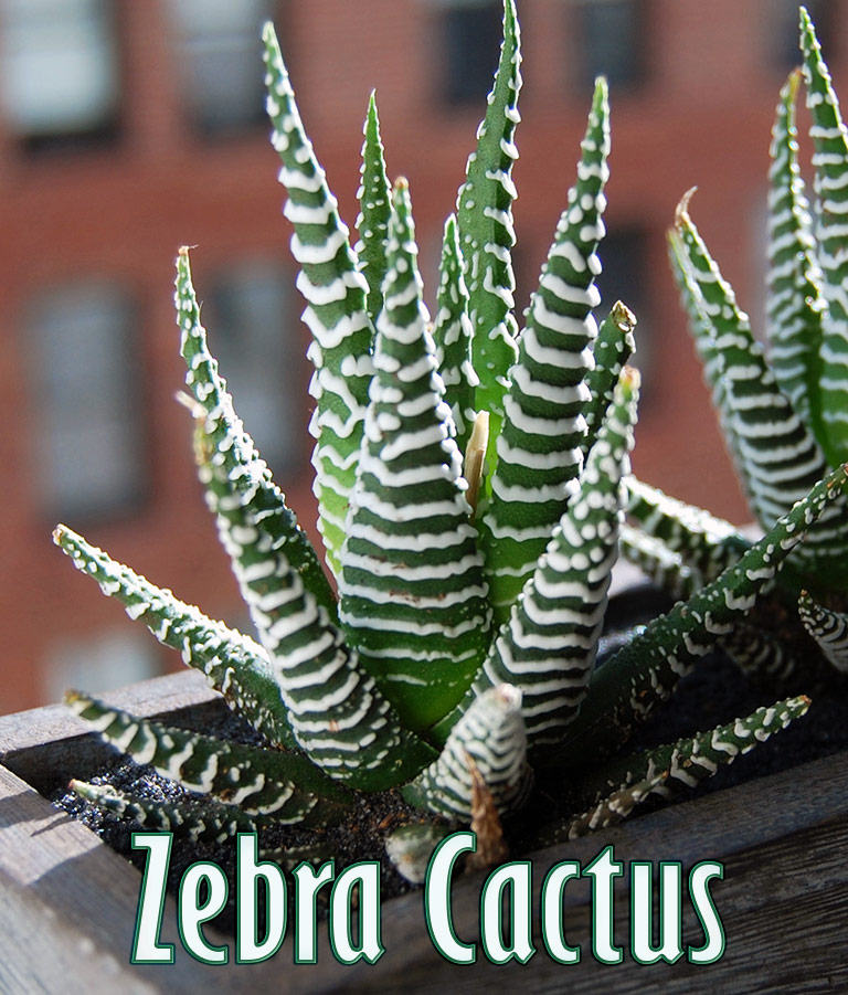 Haworthia (Zebra Cactus) - Super Succulent