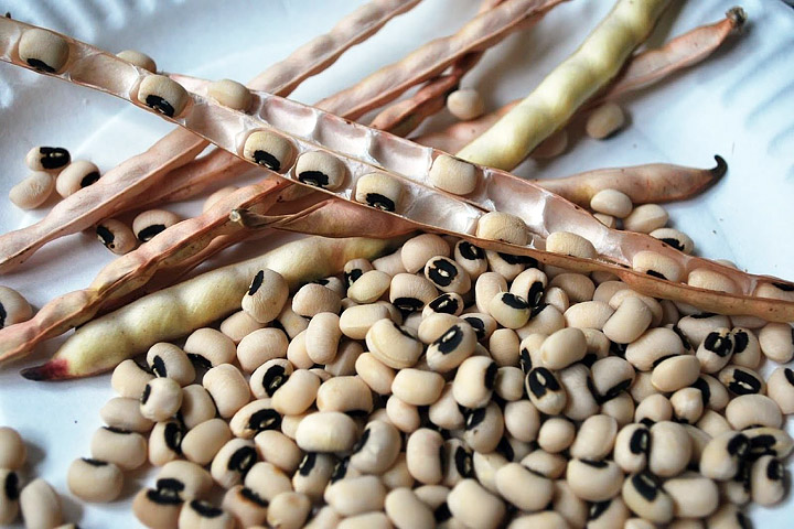 How to Grow Cowpeas, Black Eyed Peas