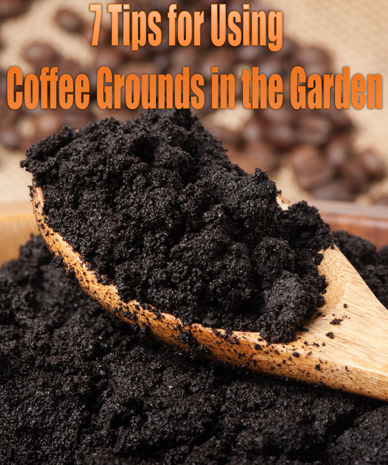 7 Tips for Using Coffee Grounds in the Garden