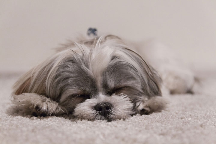 Are Your Carpet Cleaners Poisoning Your Pets