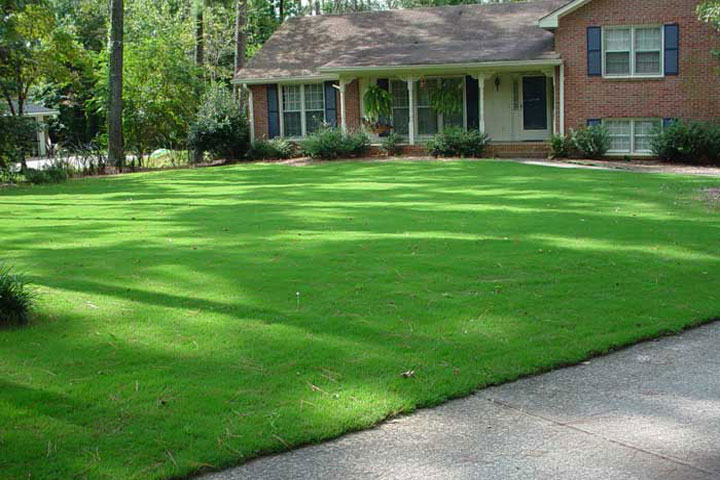 Bermuda Grass Lawn Care