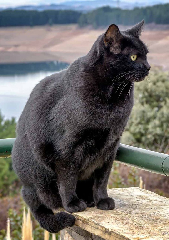 Breed Info and Facts – Bombay Cat