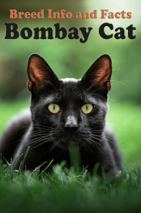 Breed Info and Facts – Bombay Cat