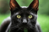 Breed Info and Facts – Bombay Cat