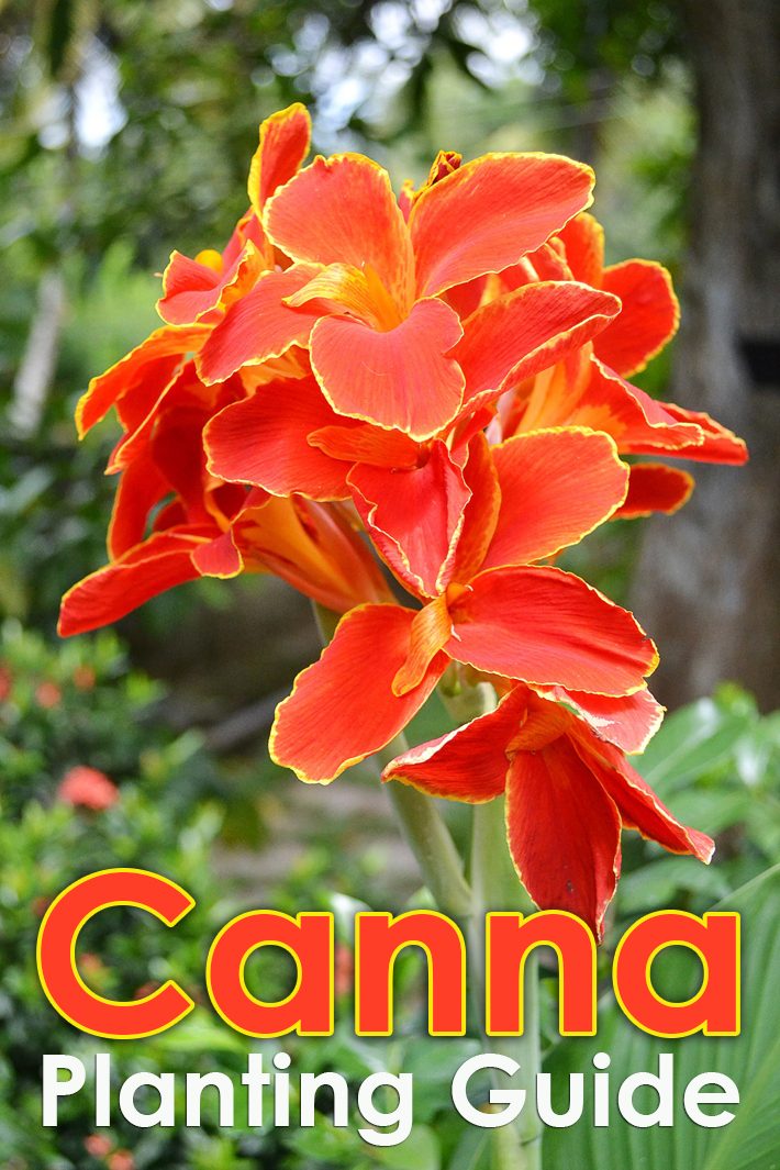 Canna Planting Guide