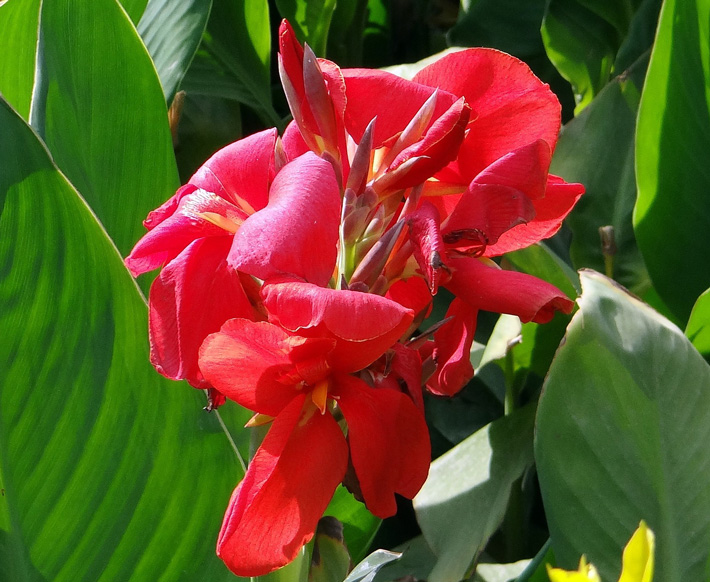 Canna Planting Guide