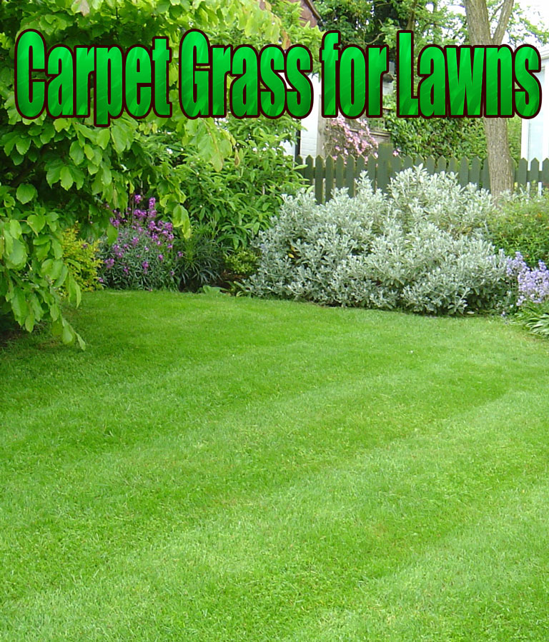 Carpet Grass for Lawns