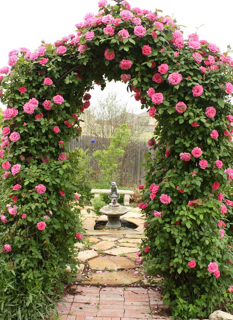 Quiet Corner:Climbing Rose Trellises - Quiet Corner