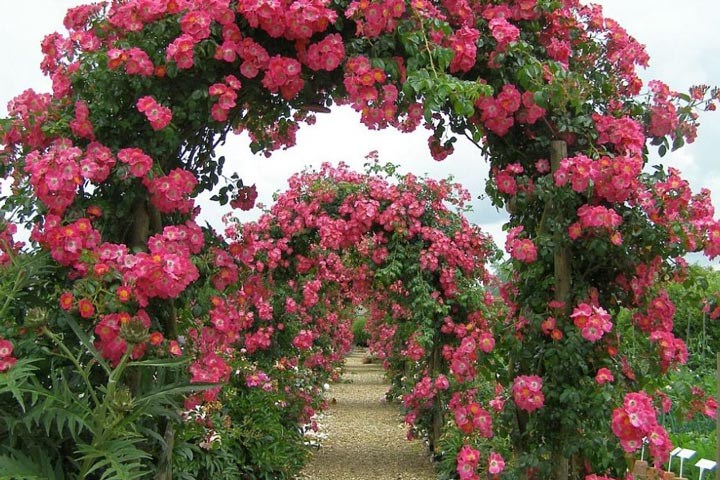 Roses Trellises