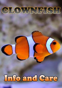 Ocellaris Clownfish Info and Care