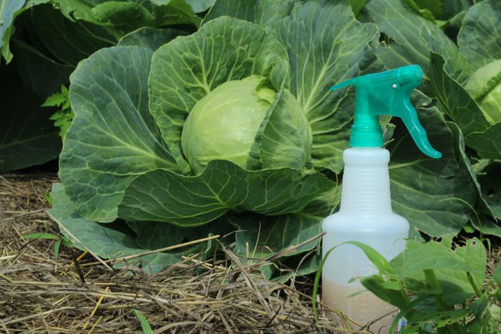 DIY Homemade Organic Pesticides