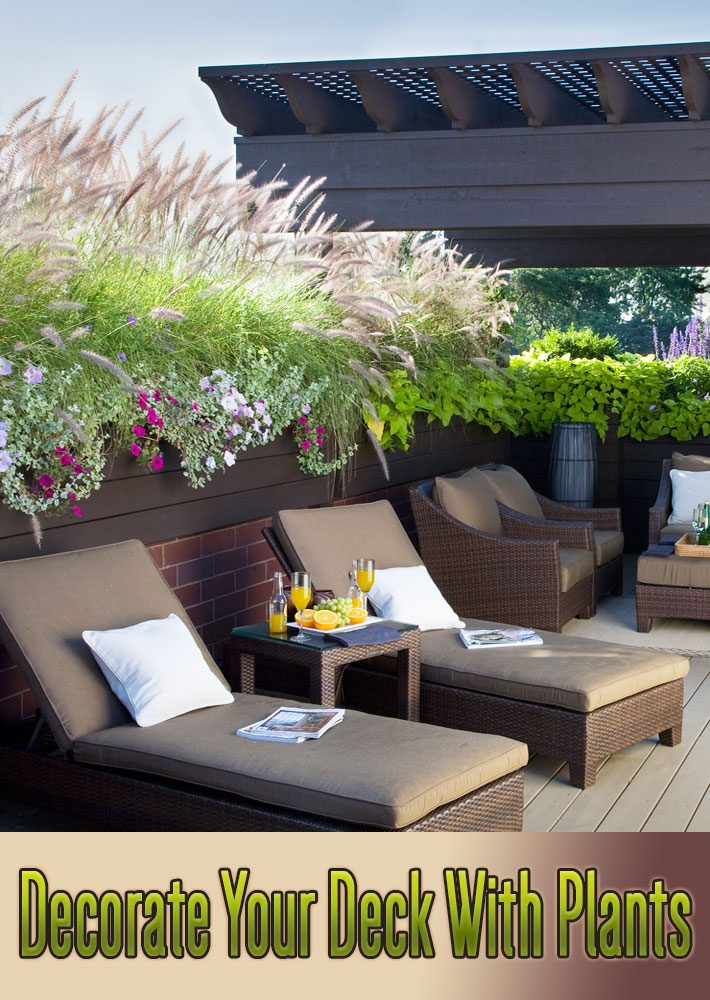 Decorate Your Deck With Plants