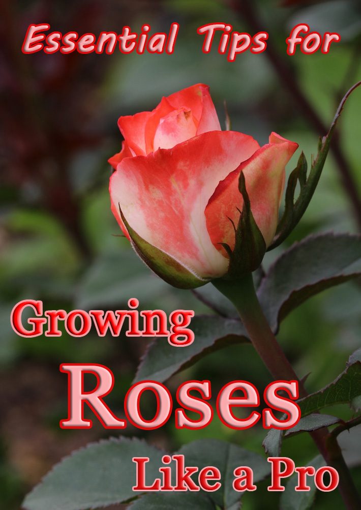 Essential Tips for Growing Roses Like a Pro