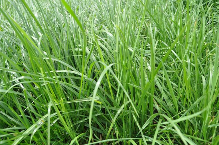 Fine Fescue Grass for Lawns