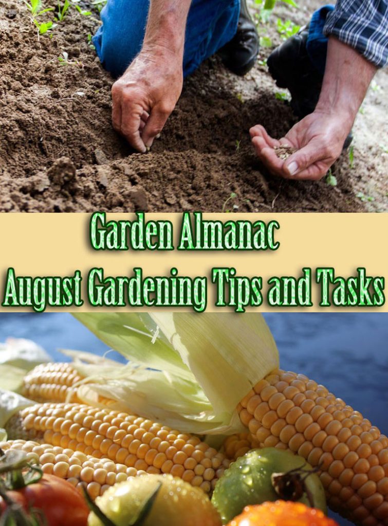 Garden Almanac August Gardening Tips and Tasks