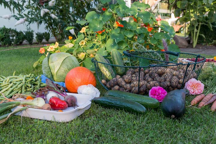 Growing Warm Season Vegetables