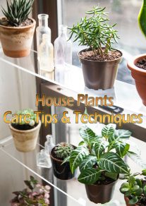 House Plants - Care Tips & Techniques