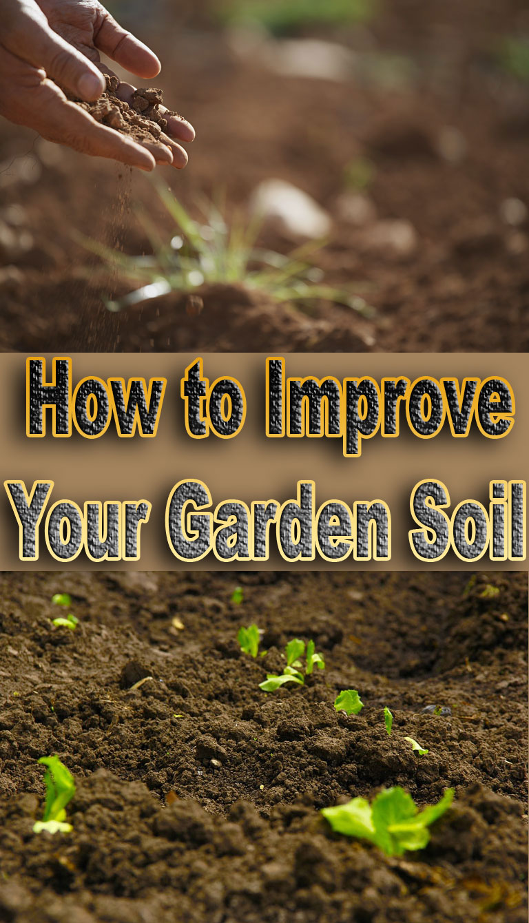 How to Improve Your Garden Soil