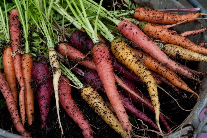 How to Plant Rainbow Carrots