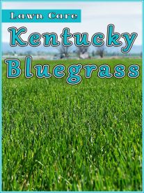 Kentucky Bluegrass Lawn Care