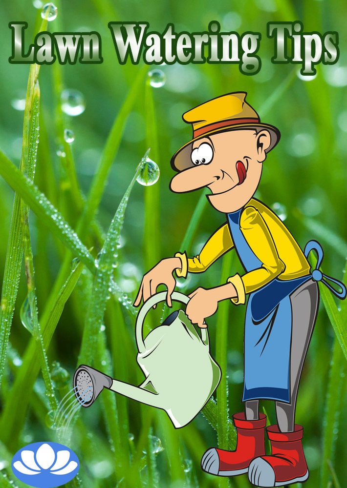 Lawn Watering Tips