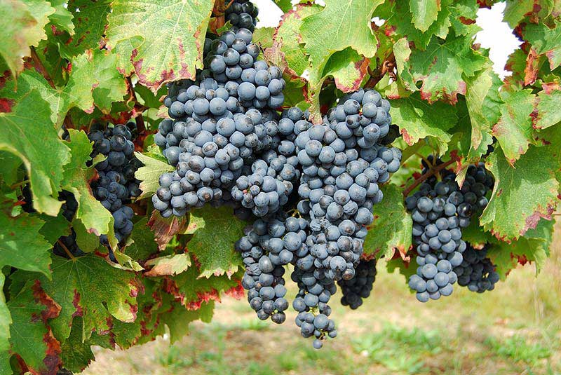Miracle Healing Powers of Grapes