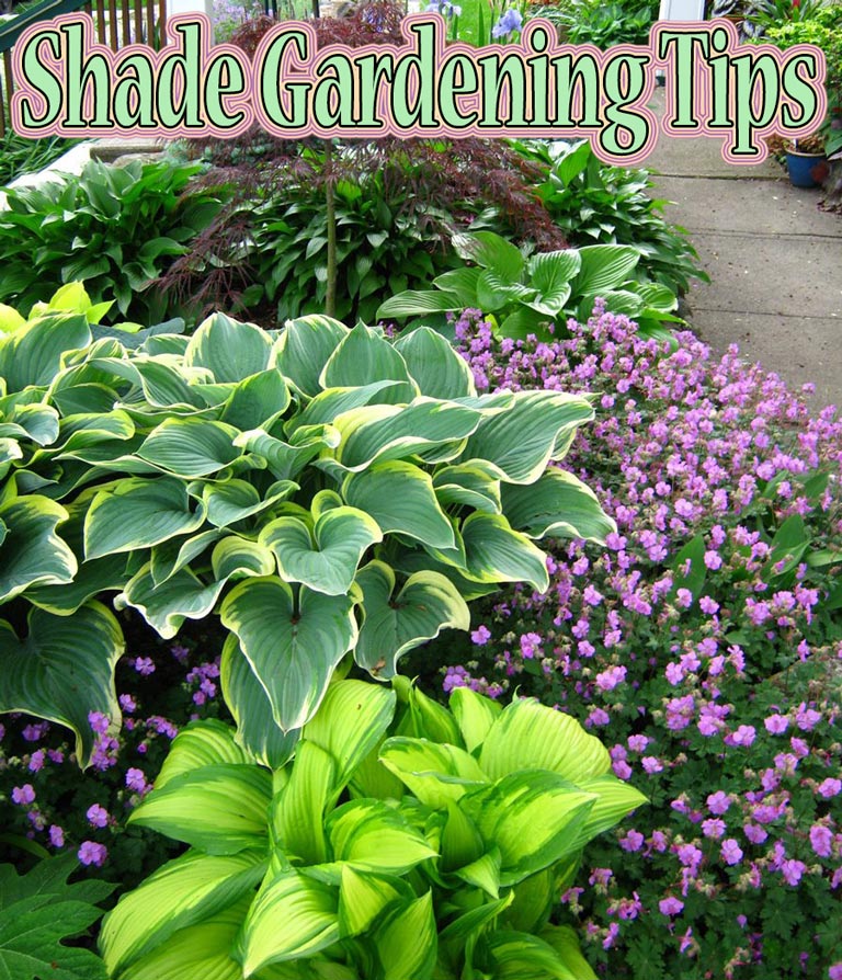 Shade Gardening Tips