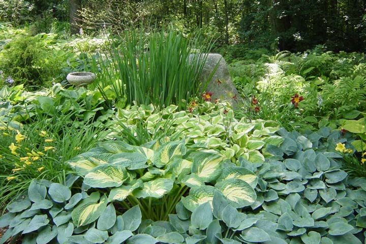 Shade Gardening Tips