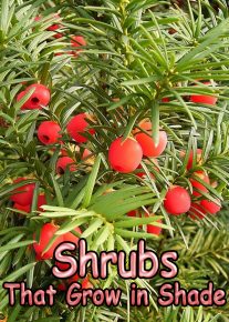 Shrubs That Grow in Shade
