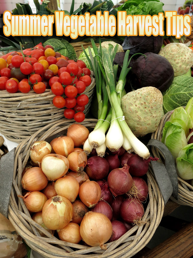 Summer Vegetable Harvest Tips