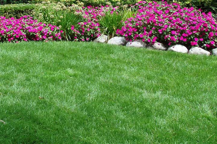 Tall Fescue Grass for Lawn