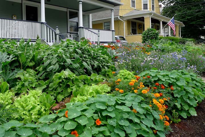 The Best Plants for Edible Gardens