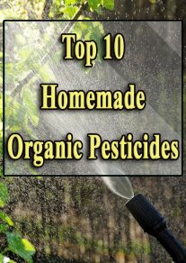 Top 10 Homemade Organic Pesticides