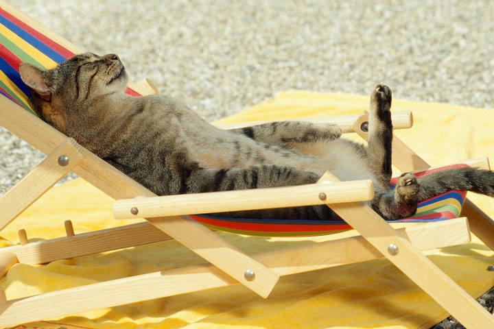 Ways to Keep Your Cat Cool in Summer Heat
