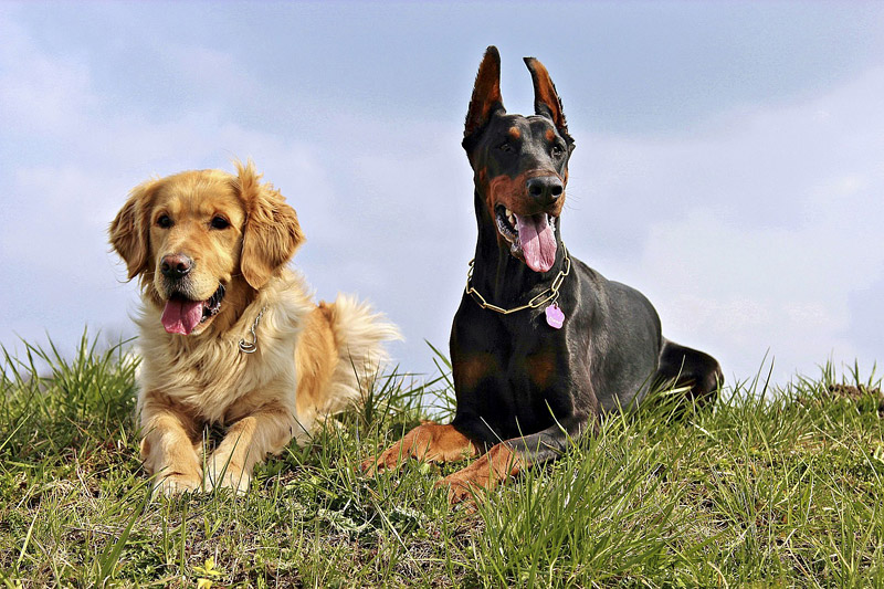 Doberman Pinscher Dog Breed Info