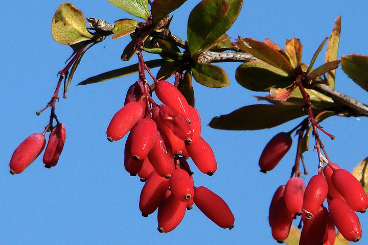 Health BenefiAmazing Health Benefits of Berberine ts of Berberine