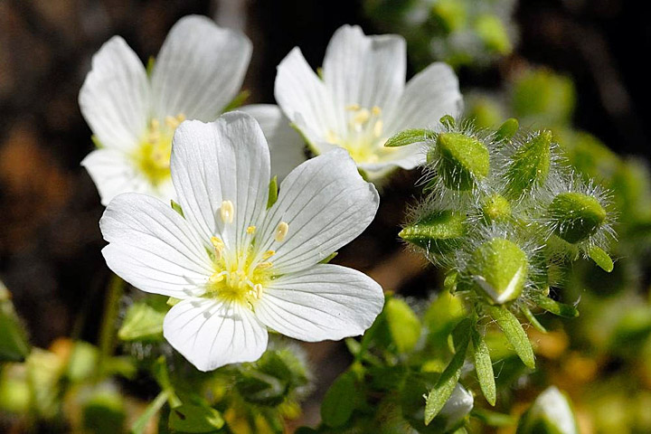 10 Benefits of Meadowfoam Seed Oil