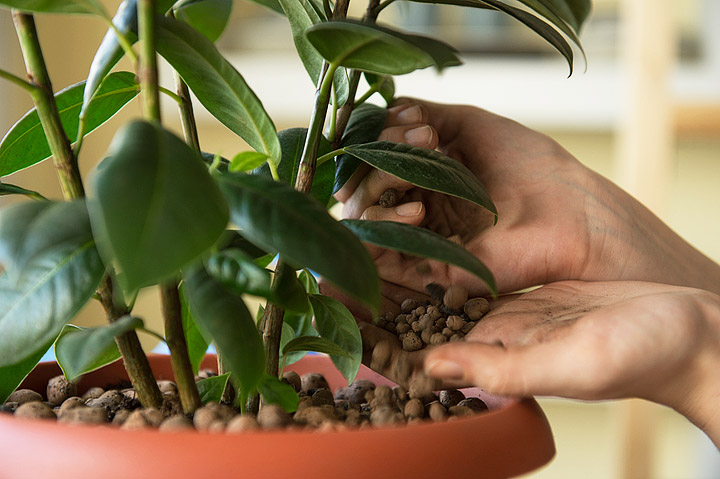 All You Need To Know About Fertilizing House Plants